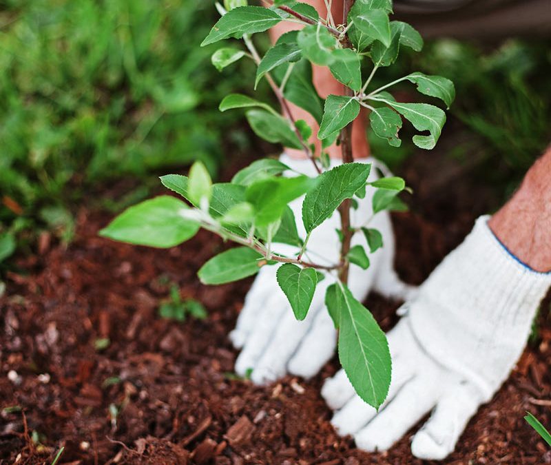 Tree Planting Tips